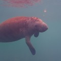 Create Listing: Manatee & Springs Cruise (Nov-Apr) - Homosassa - 1.5 Hrs 