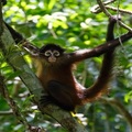 Create Listing: Monkey Sanctuary