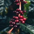 Create Listing: Coffee Plantation